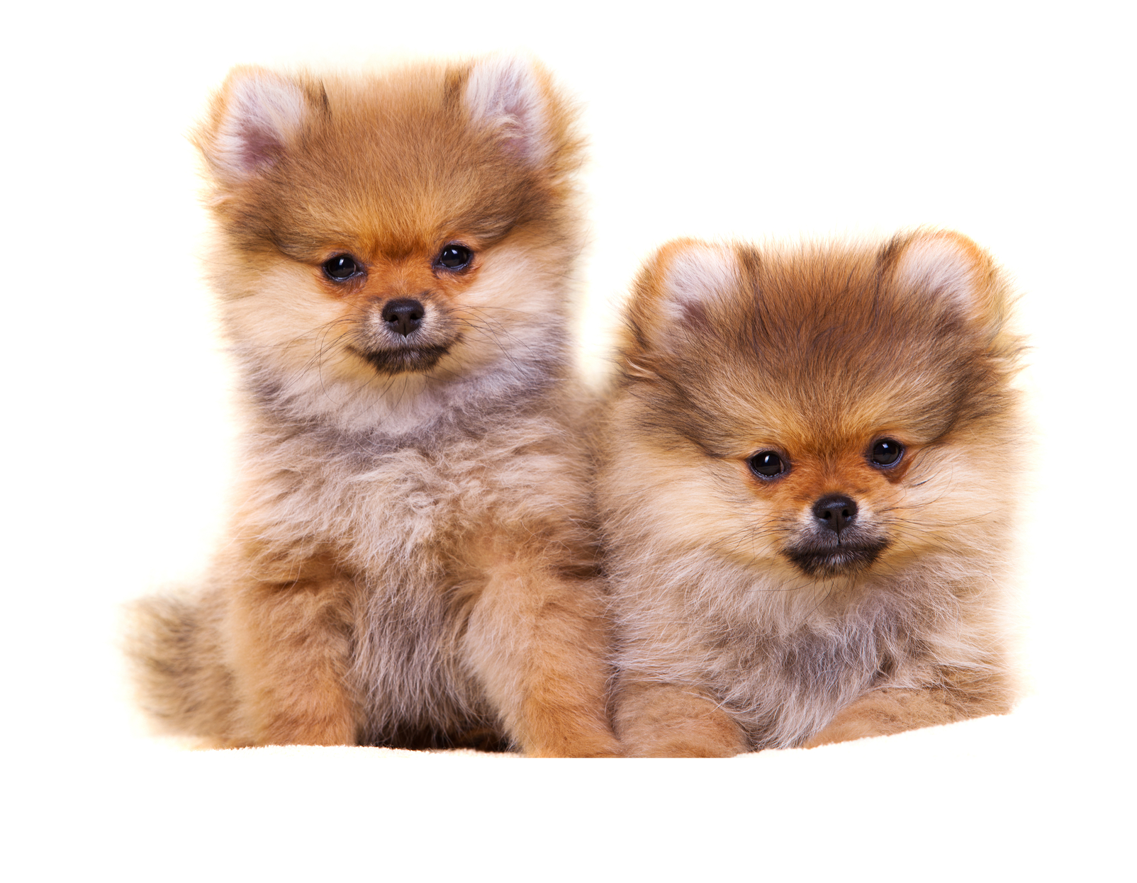 Calme Nom De Chien