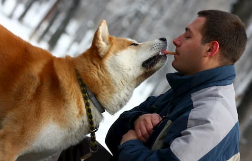 Akita Inu Japonais