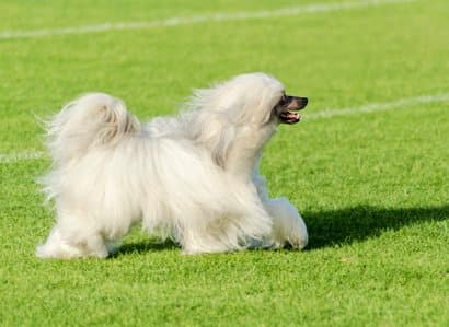 Chien de race à crête blanche chinoise 