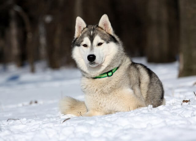 Mâle husky âgé de 2 ans