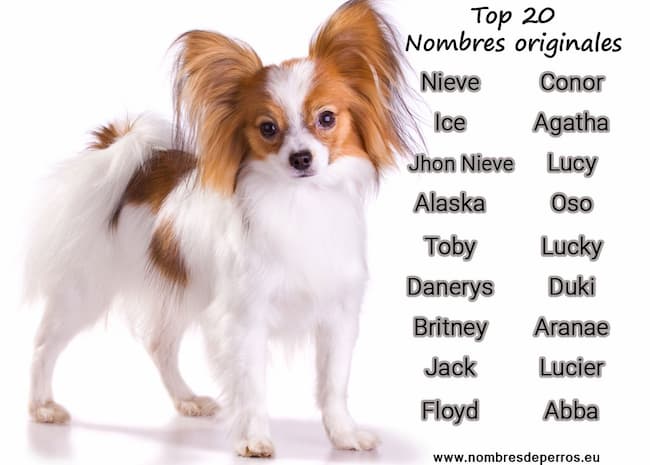 Nom de chiens original