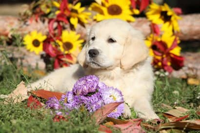 beau chiot golden retriever