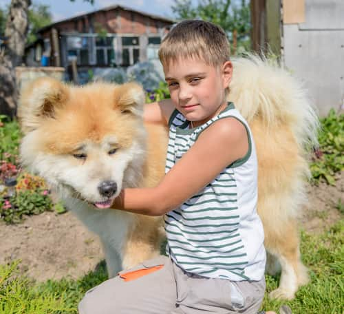 chien japonais âgé d'un an et demi