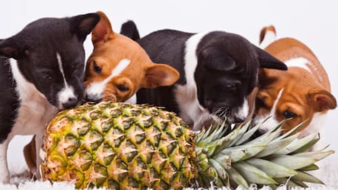 Nom De Chien Japonais 132 Nomdechien Com