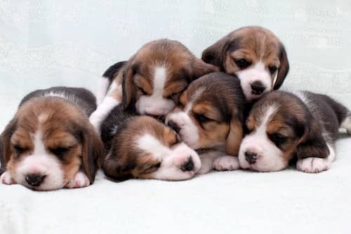 chiots beagle anglais