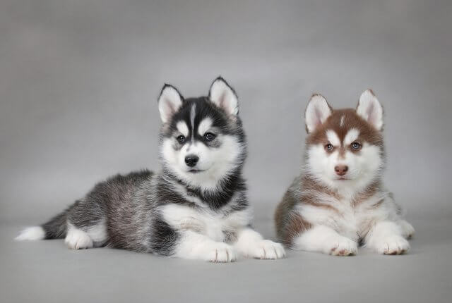 deux chiens husky couchés