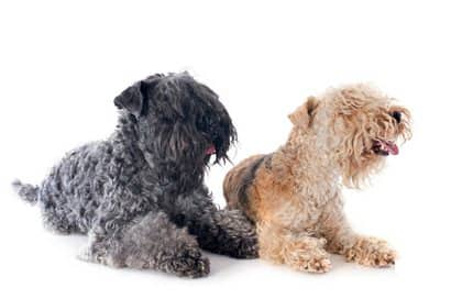 deux chiens mâles et femelles originaux