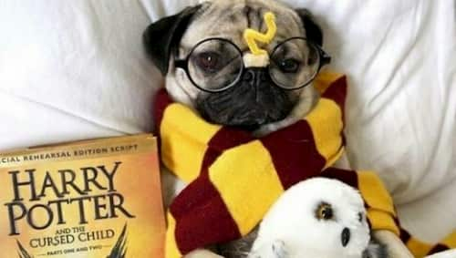 harry potter dog 