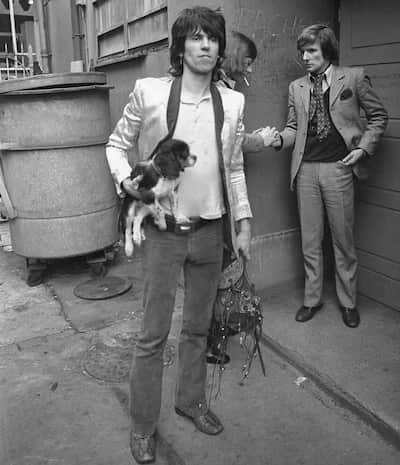 mick jagger chien