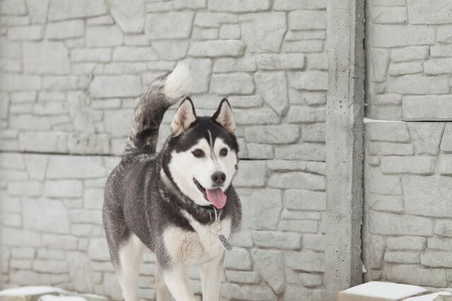 noms de chien husky