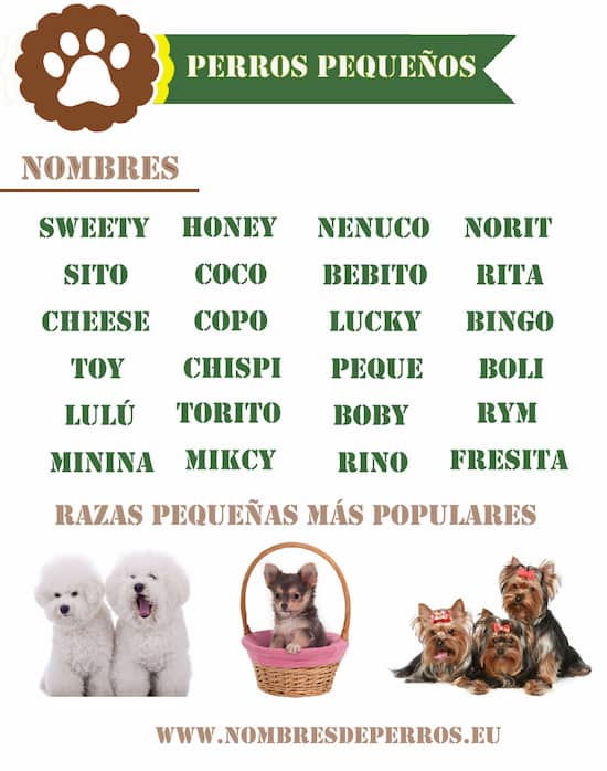 Nom de chien mâle 360+