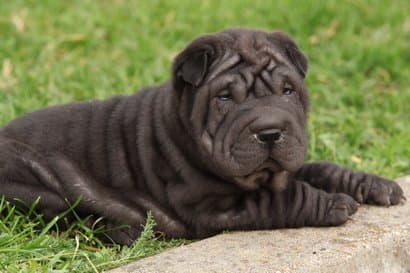 shar pei couleur japonaise noir