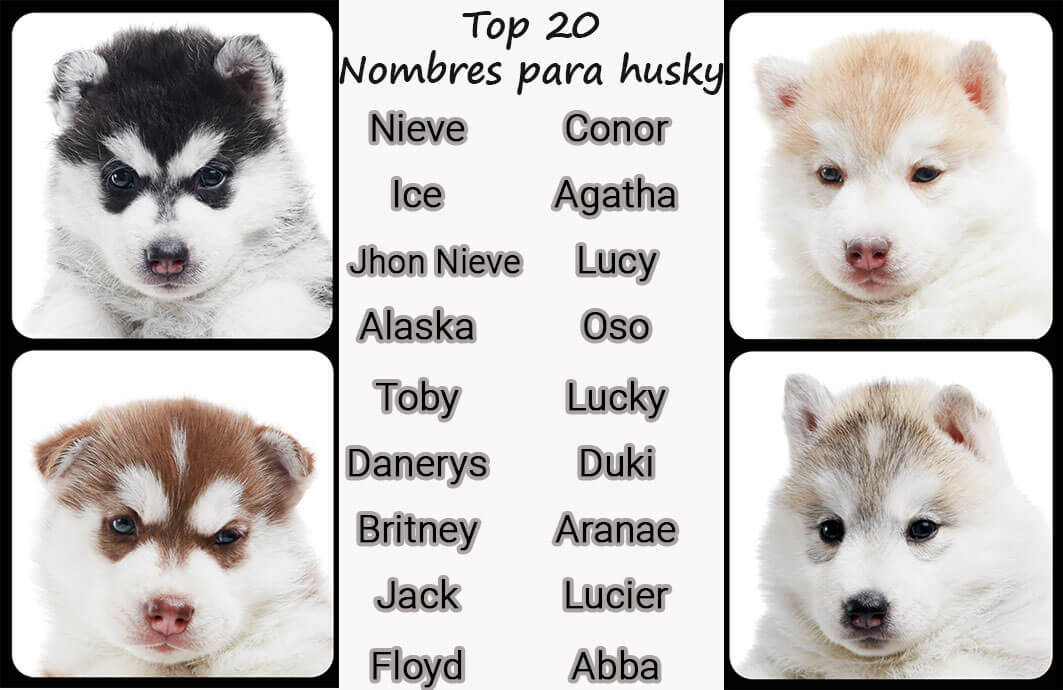 top20 nom chien husky