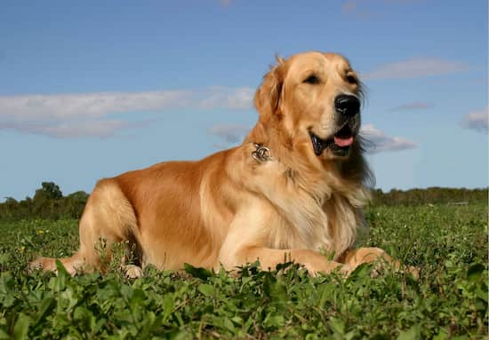 Noms de chien Golden Retriever