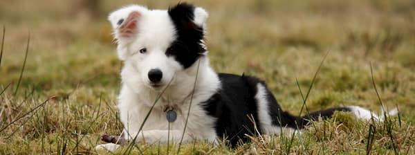 Noms de chiot Border Collie 