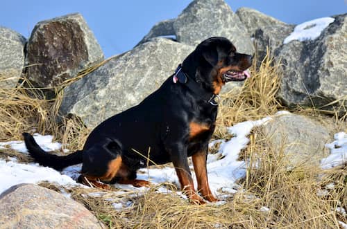 Rottweiler noms masculins