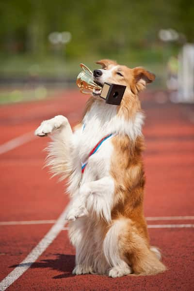 border collie blanc et marron 