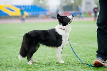 border collie noir et blanc