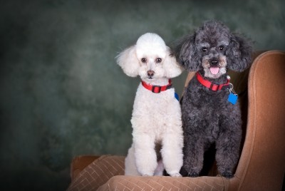 caniche mâle et femelle à la maison