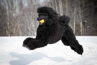 caniche noir géant