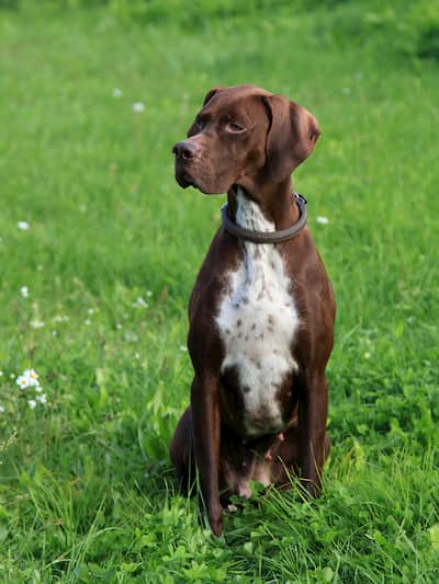 chien de chasse brun et blanc