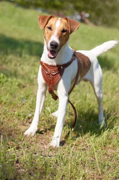 chien de terrier fox femelle