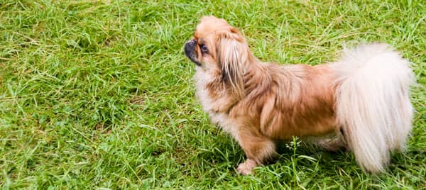 chien pékinois chinois 