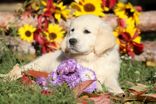 chiot golden retriever 