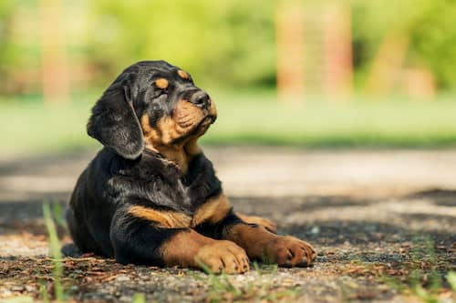 chiot rottweiler