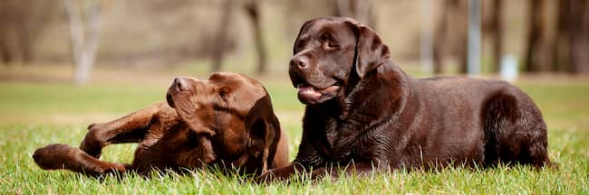 deux chiens bruns de labrador retriever