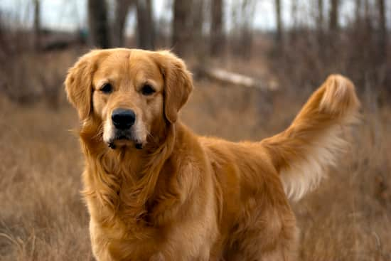 golden retriever mâle 