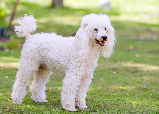 Poodle Standing in the Garden