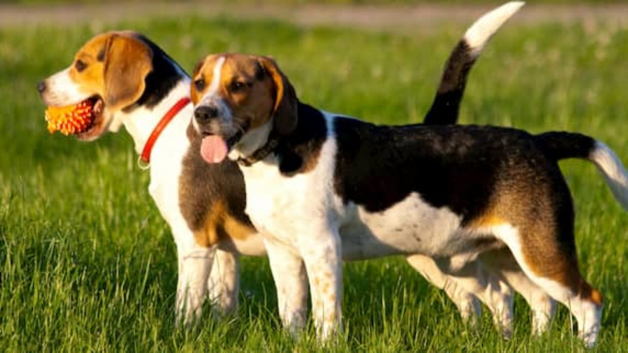 95+ Nom de chien de chasse  Nomdechien.com