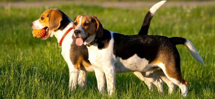 noms pour les chasseurs Beagle