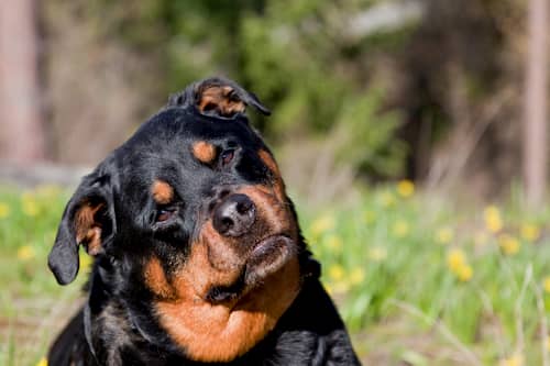 rottweiler femelle tournant la tête