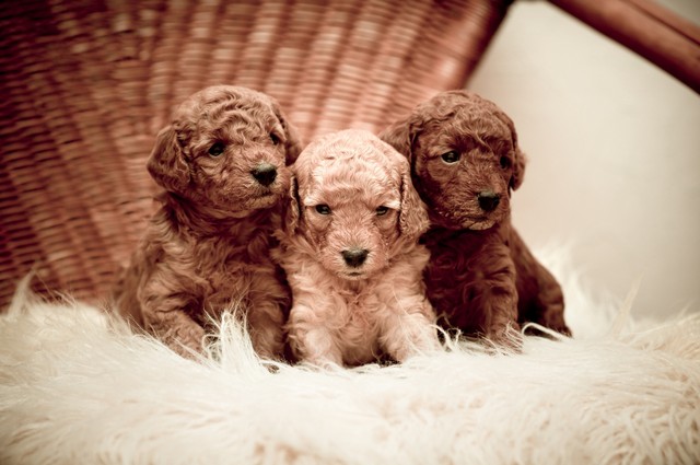 trois chiots de caniche