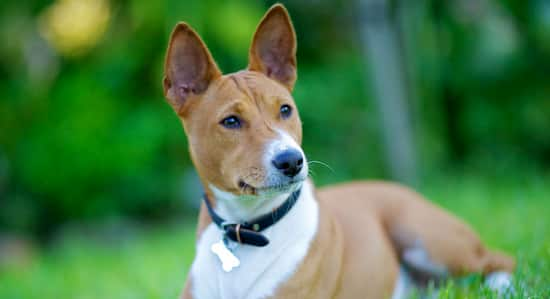 Chien basenji de race africaine