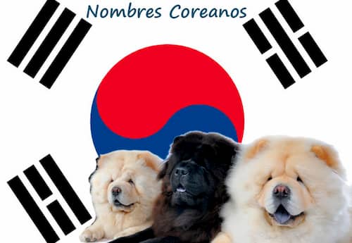 Nom de chien coréen 