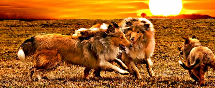 Nom De Chien Coreen Nomdechien Com