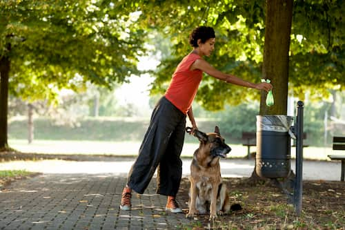 femme, à, berger allemand, chien