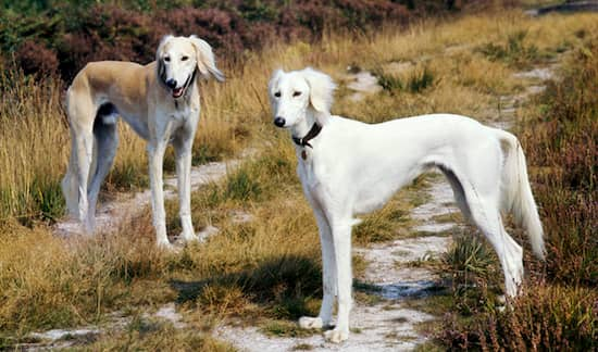 Noms de race Saluki pour chiens arabes