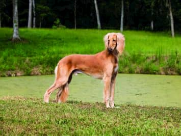 meilleurs noms pour les chiens arabes