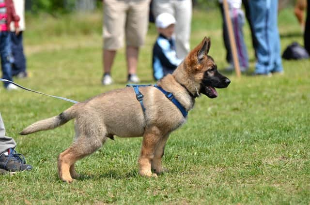 chiot berger allemand en laisse