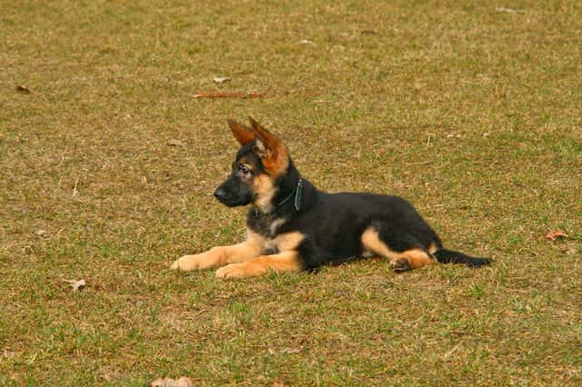 noms pour les chiens de berger allemands