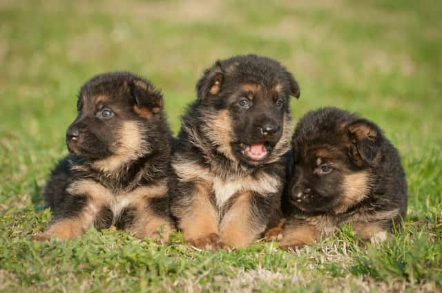 trois beaux chiots berger