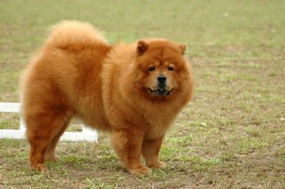 chow chow gros chien