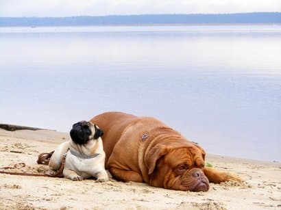 gros chien et un petit couché sur le sable