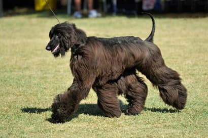 gros chien noir