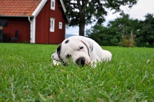 Chiot Pitbull couché sur l'herbe
