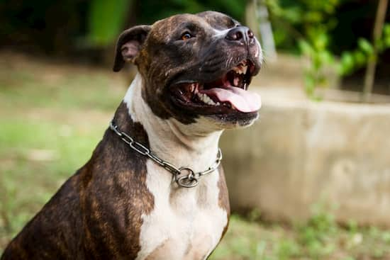 Pitbull-mâle-bicolore-souriant